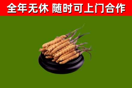 莒市烟酒回收冬虫夏草.jpg