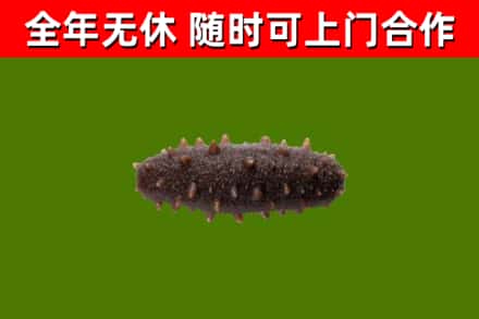 莒市回收海参干